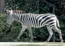 動物図鑑・サバンナシマウマの写真 22